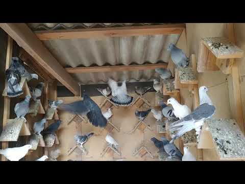 Видео: Голуби Турецкая Такла, игра-бой-лёт молодёжь! Pigeons Turkish Takla!