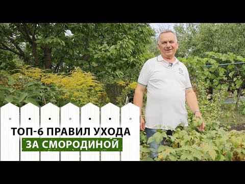 Видео: 6 правил подготовки смородины к зиме! Что делать с кустами смородины после сбора урожая?