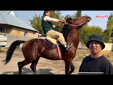Видео: Кыргыз Жылкы +996-776-959-500. 6 октября 2025 г.