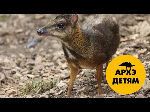 Видео: Рога и копыта  | Александр Хабургаев (выпуск 35)