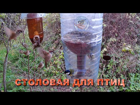 Видео: Кормушка с семечками 23 октября 2025 года (07)