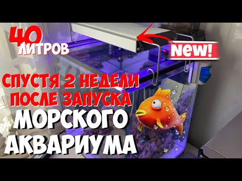 Видео: Запуск морского аквариума | Спустя 2е недели