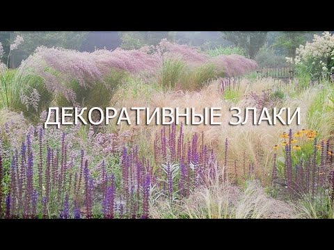 Видео: Декоративные злаки