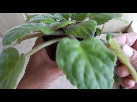 Видео: Пересвет фиалки .Подробно с наглядными примерами!!!