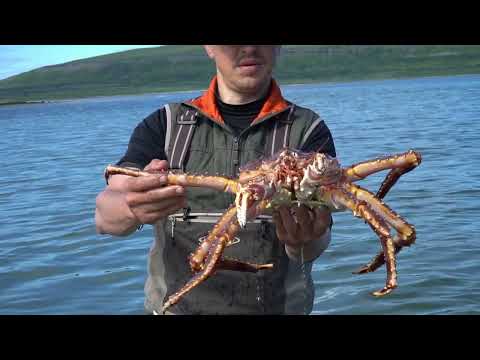 Видео: крабы в Баренцевом море. Камбала на перемёт. Неожиданный улов.
