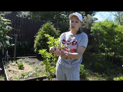 Видео: Обрезка гортензии: крупнолистная, метельчатая, древовидная