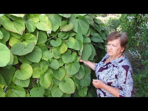 Видео: КИРКАЗОН (Аристолохия) для ВЕРТИКАЛЬНОГО  ОЗЕЛЕНЕНИЯ.