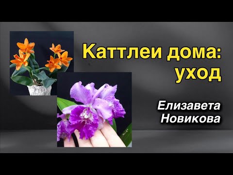 Видео: КАТТЛЕЯ - это ПРОСТО!