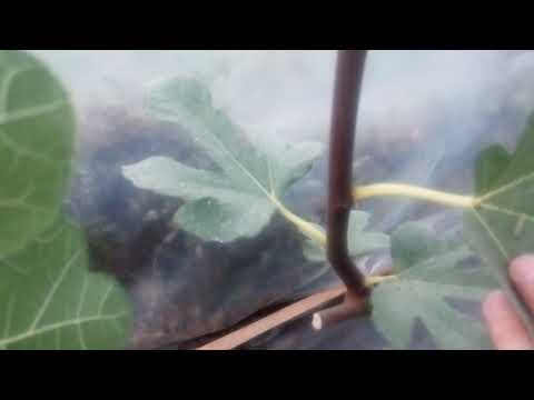 Видео: инжир в горшке,кадке.