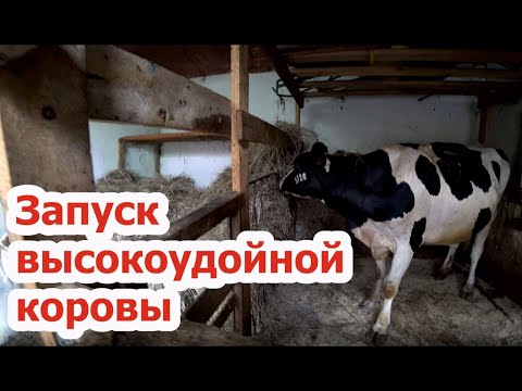 Видео: Запуск высокоудойной коровы