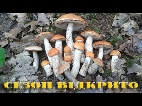 Видео: ХВИЛЯ ПІДОСИЧНИКІВ 25.07.2025Р. РІВНЕНСЬКА ОБЛ.ЗАРІЧНЕ...