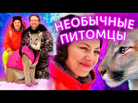 Видео: ЗАВОДИМ ПУМУ! ПИТОМЕЦ ПУМА В ДОМЕ И ПРОГУЛКА С ПУМОЙ В ЛЕСУ - НЕОБЫЧНЫЕ ДОМАШНИЕ ЖИВОТНЫЕ