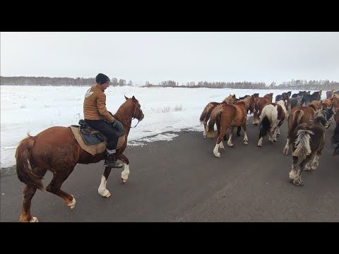 Видео: Табун лошадей цокает по асфальту.
