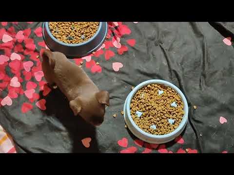 Видео: Анфиса пришла в гости к Бэшкам 11.11.25 #цены ОТ 35 тр #купитьщенкачихуапродаю +79215950848