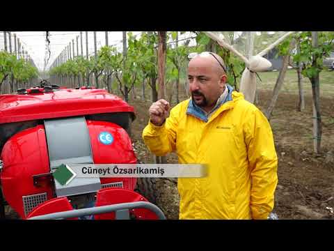 Видео: Современные плантации столовых сортов винограда