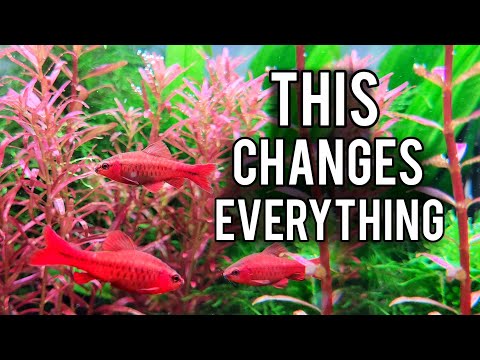 Видео: 5 хитростей для аквариума, о которых вам никто не рассказывал