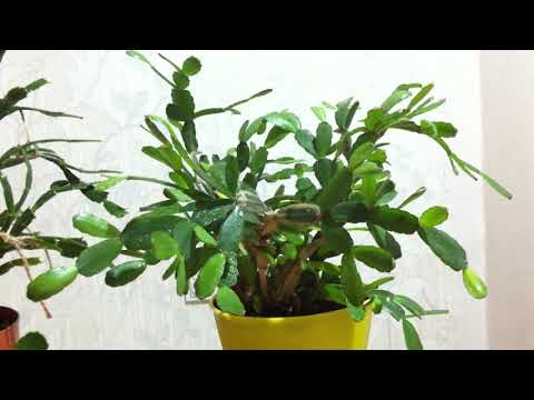 Видео: Мои "деревья" - Шлюмбергера и Рипсалидопсис