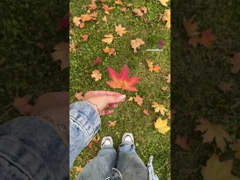 Видео: Осень в этом году очень яркая , наслаждаюсь #orchid