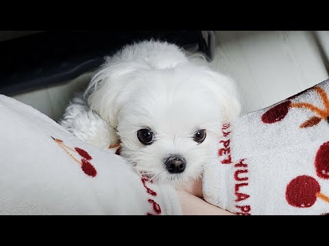 Видео: Щенок с очень сильным самоутверждением