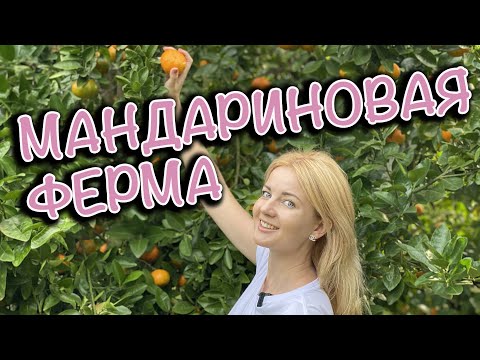 Видео: ГДЕ СОБИРАТЬ МАНДАРИНЫ В СИДНЕЕ/WATKIN'S FARM