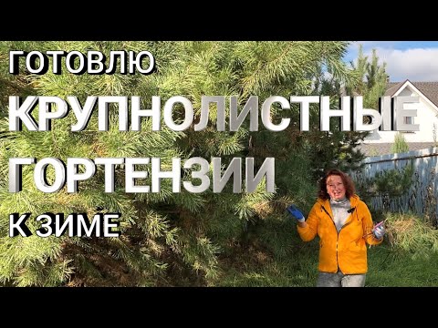 Видео: ГОТОВЛЮ К ЗИМЕ КРУПНОЛИСТНУЮ ГОРТЕНЗИЮ | КАК УКРЫТЬ ГОРТЕНЗИЮ НА ЗИМУ | Обрезка и укрытие гортензии