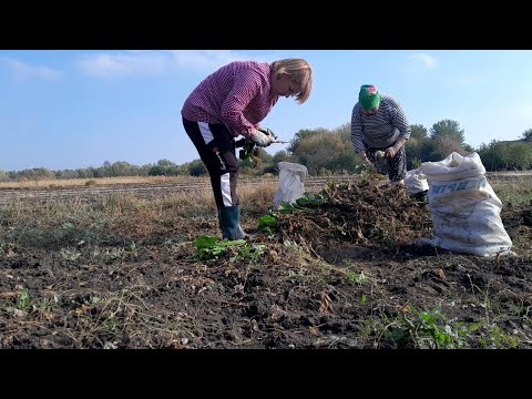 Видео: Що вирішили з нашою  коровою....Дочистили буряк.