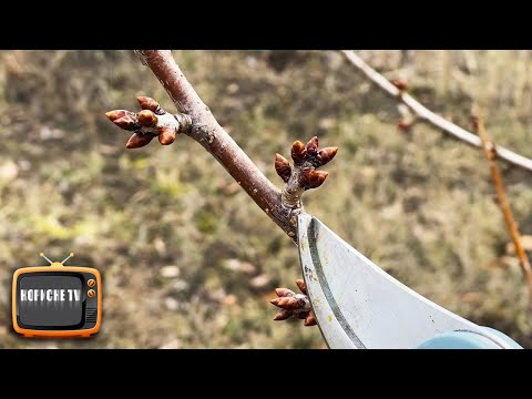 Видео: Нікого не слухайте, черешню не потрібно обрізати!!!
