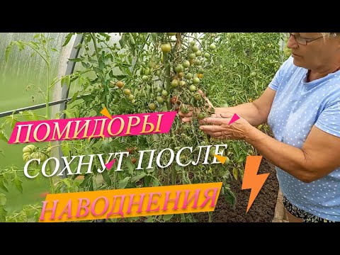 Видео: После затопления нашей дачи, какие последствия? Цветы Залили бетонную плиту для строительства гаража