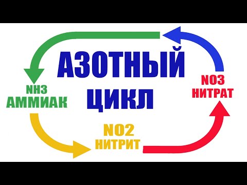 Видео: Азотный цикл в аквариуме простым языком !