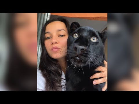 Видео: Пантера Луна лечит хозяйку ❤️/ Постельный режим у Вики и Луны