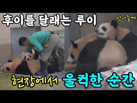 Видео: Everland Panda World, 7 октября. На сцене, где глаза Луи краснеют, когда он успокаивает Хуэй.