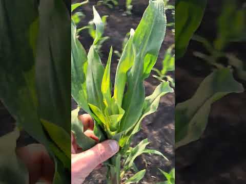 Видео: Кукурудза Лимагрейн 31305, 31377, підпалив нікосульфуроном самі кращі поля