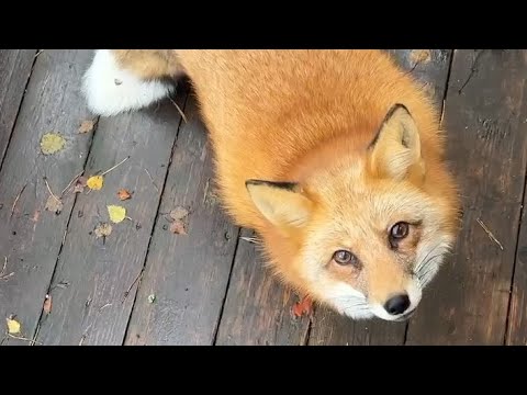 Видео: Алиса - лиса. Всем выношу завтрак, все очень голодные. Пытаюсь поймать мышей #лисяо #собака #лиса