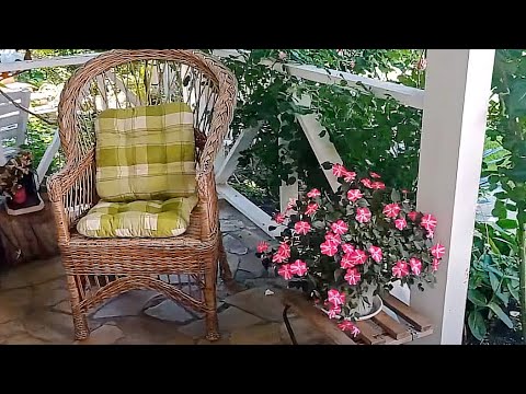 Видео: Самые надежные цветы для садовых кашпо. Горшечный садик 2023.