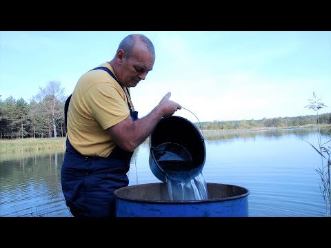 Видео: Известкую пруд от аргулюса (рыбья вошь)