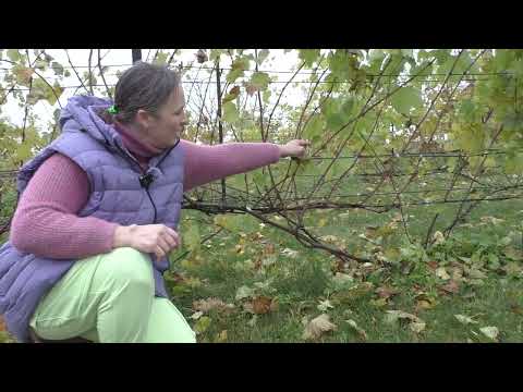 Видео: Обрезка винограда для начинающих. Схемы, сроки, примеры, с  первого года и далее