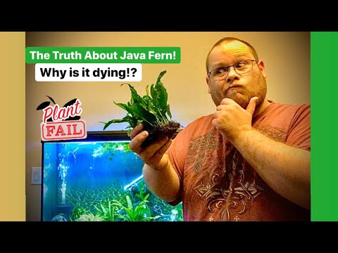 Видео: Правда о яванском папоротнике
