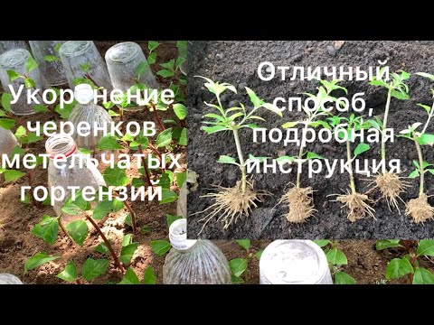 Видео: ОТЛИЧНЫЙ СПОСОБ УКОРЕНЕНИЯ ЧЕРЕНКОВ МЕТЕЛЬЧАТЫХ ГОРТЕНЗИЙ