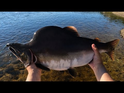 Видео: Попал на рыбалку мечты любого рыбака / Fisherman's dream