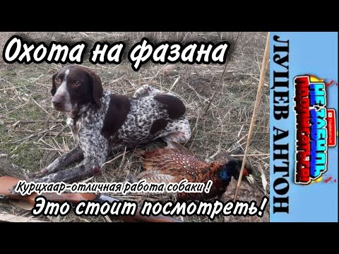 Видео: ФАЗАН ОХОТА/ДЕКАБРЬ 2022/ОТЛИЧНО ПООХОТИЛИСЬ ТРОФЕЙ ДОБЫТ СОБАКА ПОРАБОТАЛА НА УРА!ОХОТА УДАЛАСЬ!