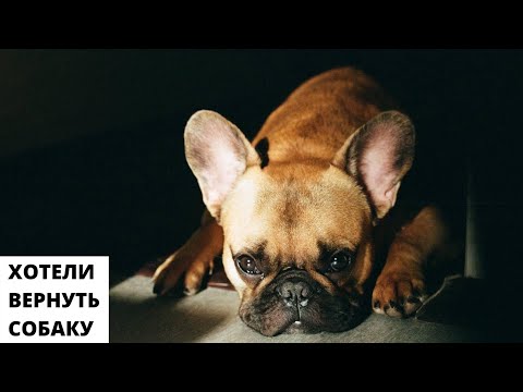 Видео: Хотели вернуть собаку. Но передумали.