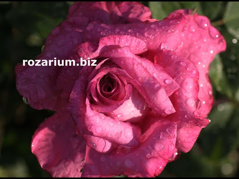 Видео: подготовка роз к зиме, семенные коробочки после цветения, питомник роз полины козловой, rozarium.biz