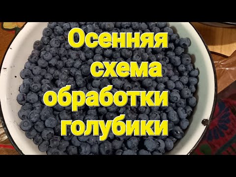 Видео: Осенняя схема обработки голубики. Профилактика и лечение.