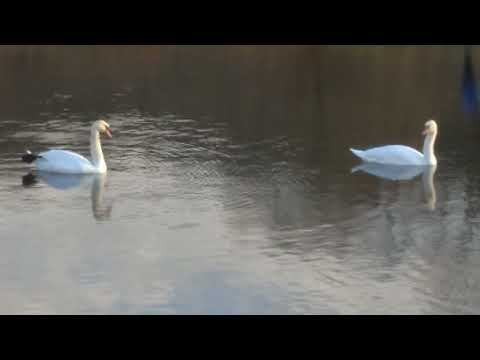 Видео: Лебеди swans