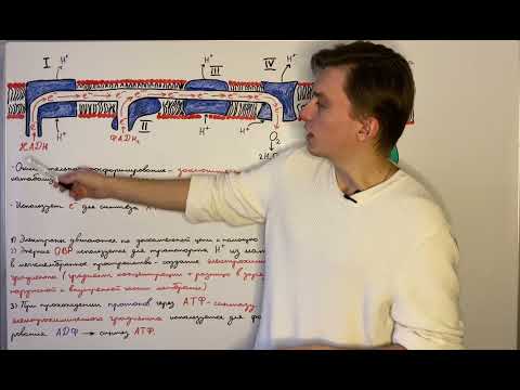 Видео: Окислительное фосфорилирование: общие принципы работы.