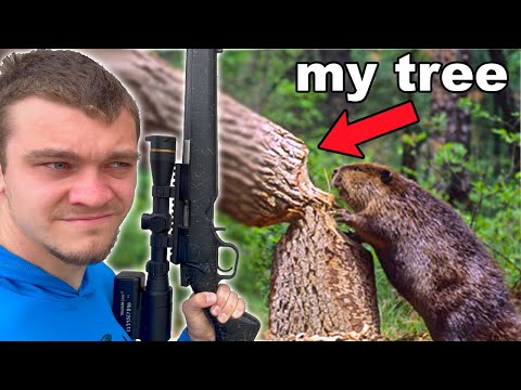 Видео: Эти бобры уничтожают мои деревья!