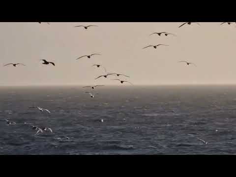 Видео: Кирилл Туриченко - Птицы (mood fan video)