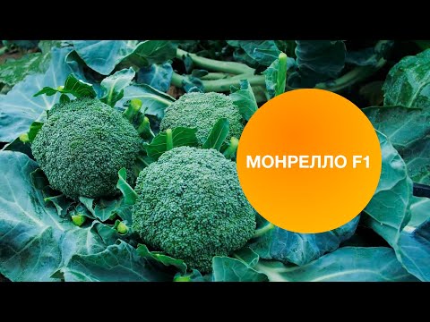 Видео: МОНРЕЛЛО F1 | Овощная усадьба
