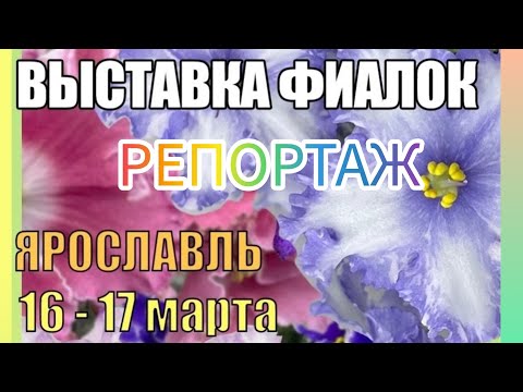 Видео: Фиалки .Выставка в Ярославле.