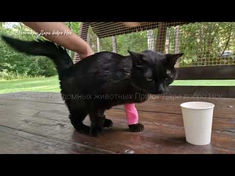 Видео: 💔Кошка из приюта заболела | Последняя надежда на спасение🙏😭Saving a cat in an animal shelter